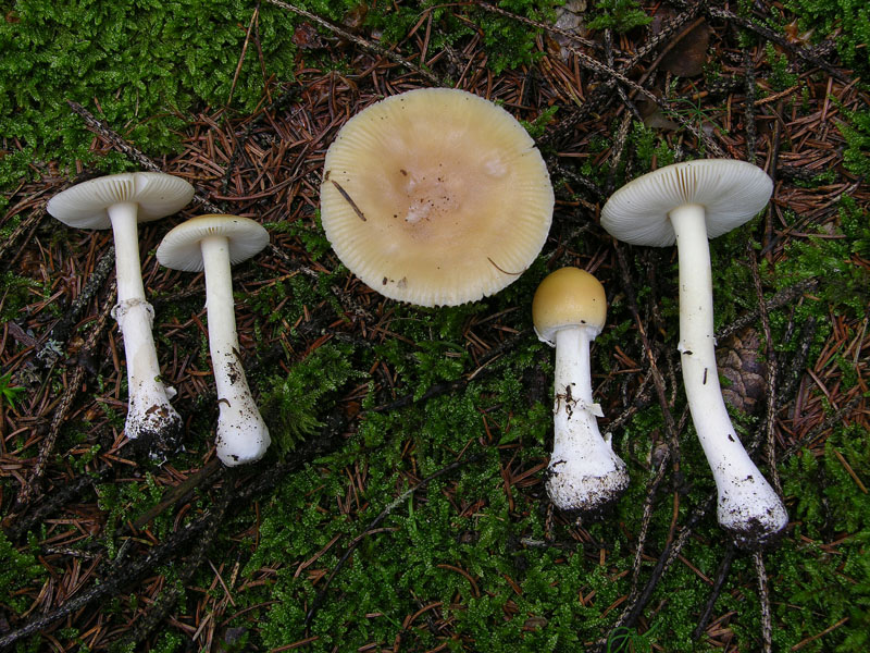 Amanita citrina?